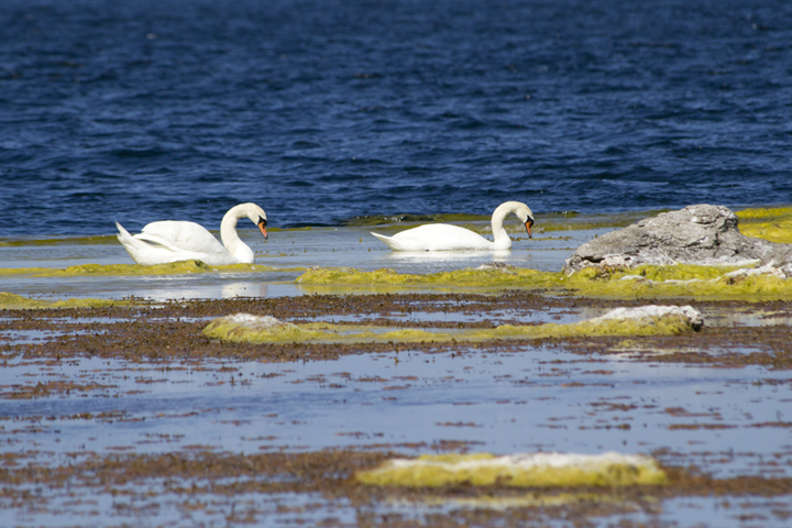 Two of the many Baltic swans