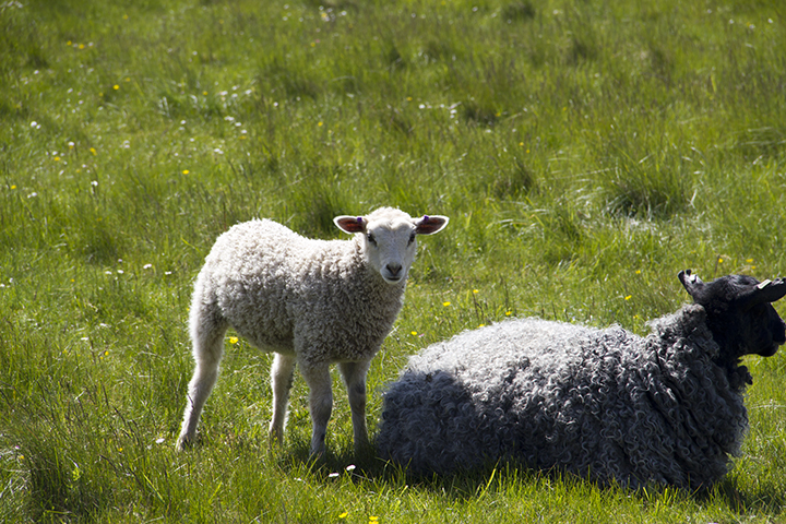 Gotland has 57,200 residents, and 70,000 sheep, or lamm as they are called here. The Gotlandic sheep have long, curly, dense, and very soft fleece, from which wonderful knitted sweaters and felted wool jackets are made by the many talented artisans on the island.