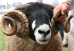 Dalesbred ram