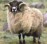 Dalesbred sheep