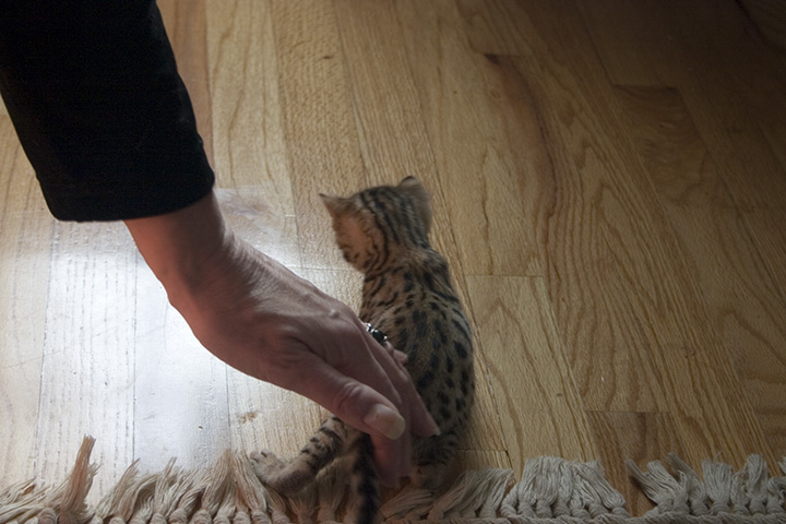 Pyewacket the Bengal