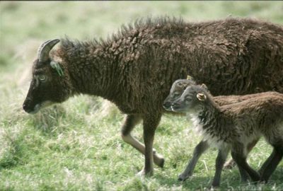 Soay ewe with twins