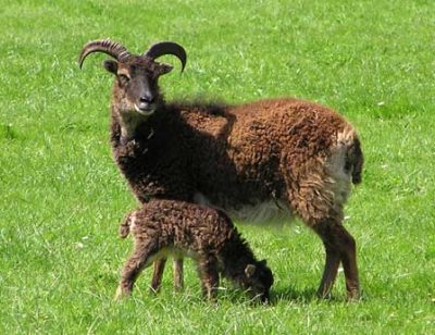 Soay horned ewe with lamb