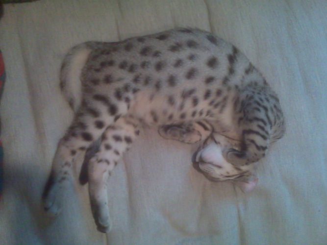 Pyewacket Animal Pyewacket the Bengal