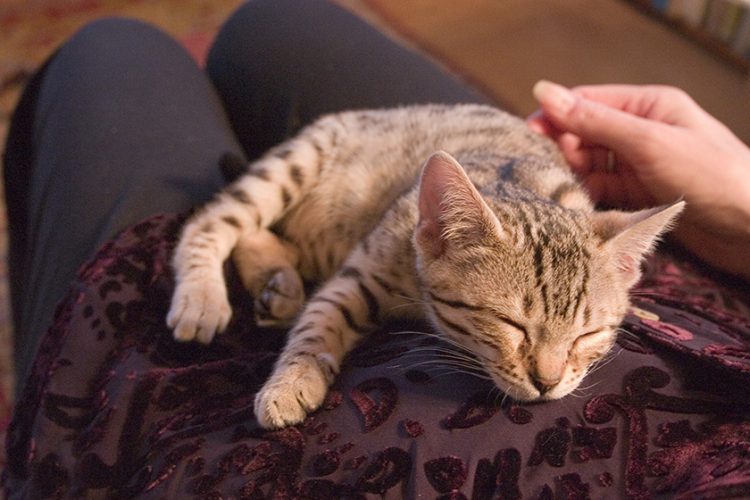 Pyewacket Means Pyewacket the Bengal