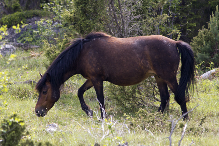 Gotlands Russ Mare - wild forest ponies of the island.