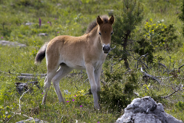 Curious foal