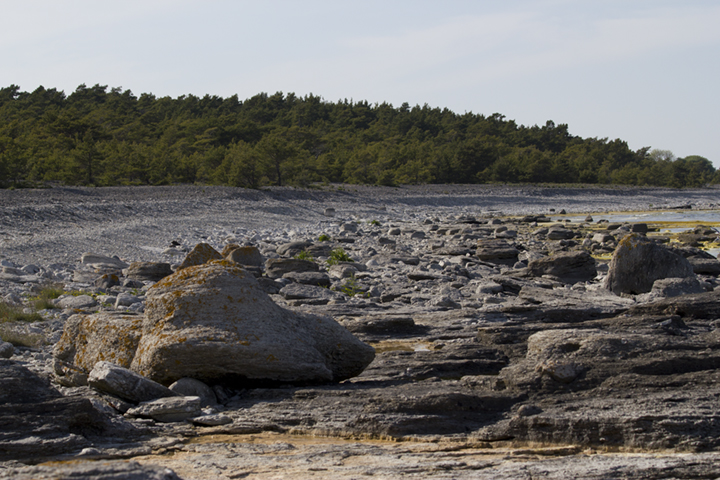 The forest and sea landscape of Fårö